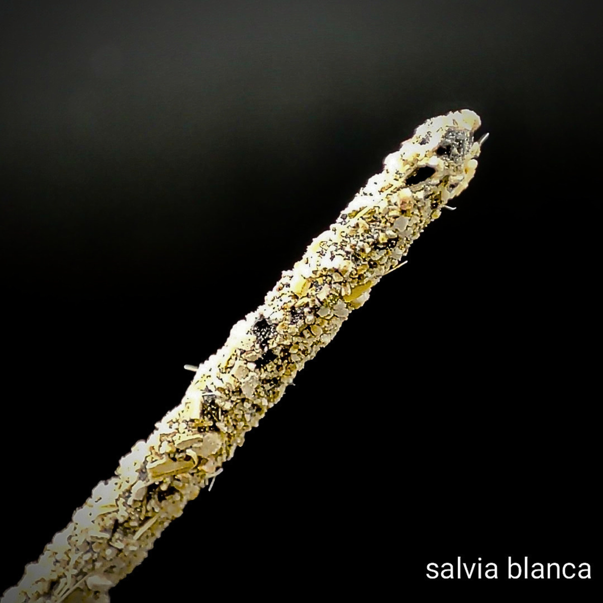 Incienso de Salvia Blanca